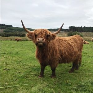 Meet your Posher, Allie