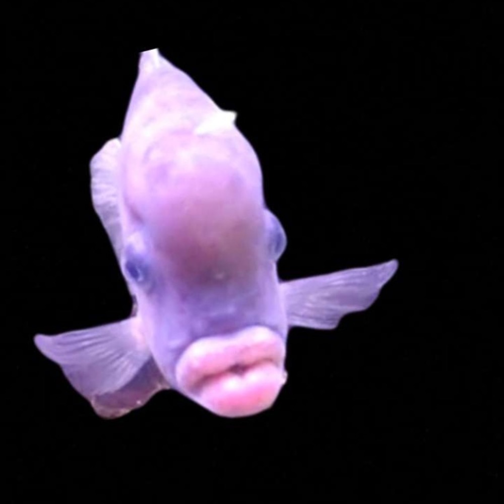 Meet your Posher, Ashton