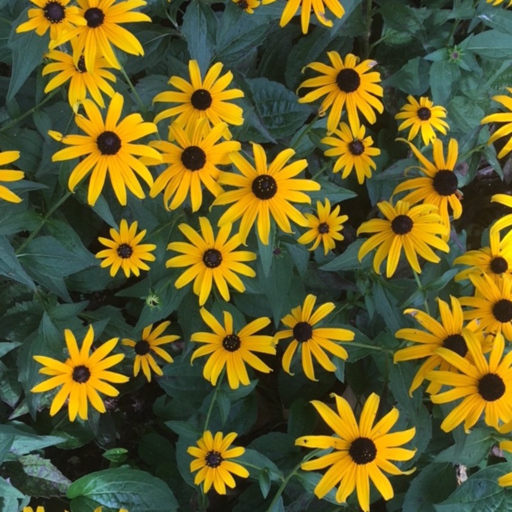 Meet your Posher, Kaley