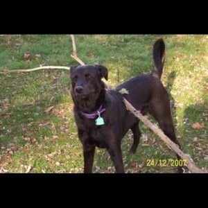 Meet your Posher, Janet