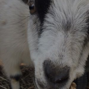 Meet your Posher, Haley