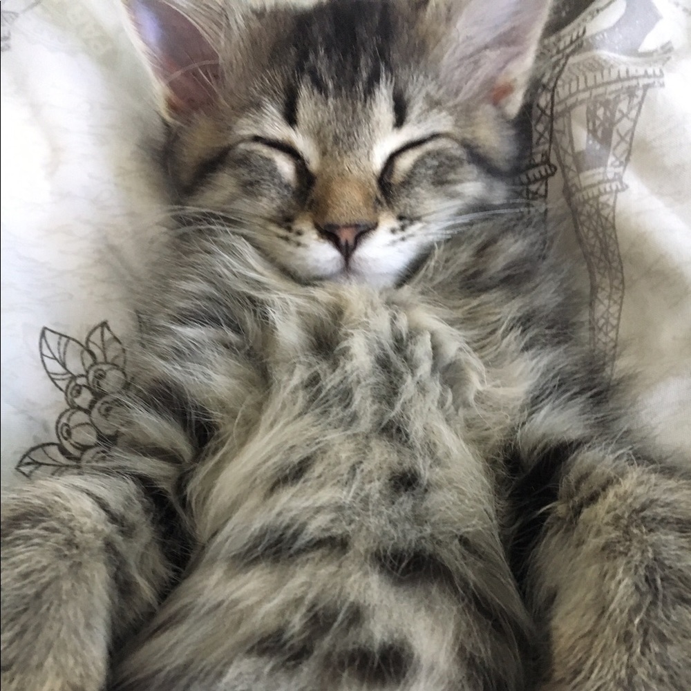 Meet your Posher, Rachel