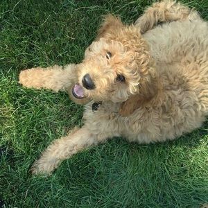 Meet your Posher, Cassidy