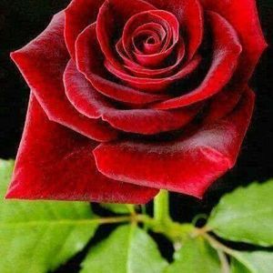 Meet your Posher, Beatriz