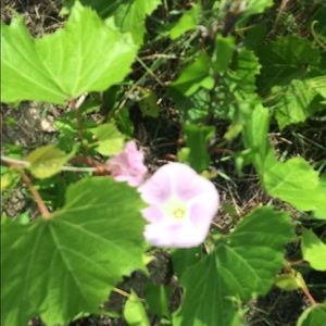 Meet your Posher, Justice