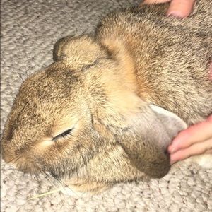 Meet your Posher, Bree