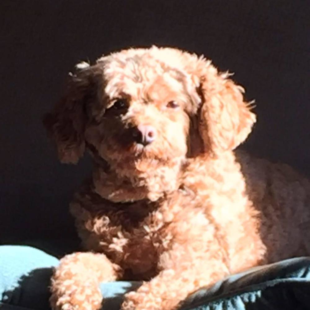 Meet your Posher, Lynda