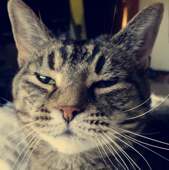 Meet your Posher, Hailey - Picture 1 of 1