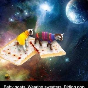 Meet your Posher, Zane