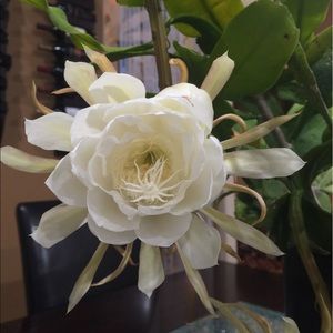 Meet your Posher, Chi