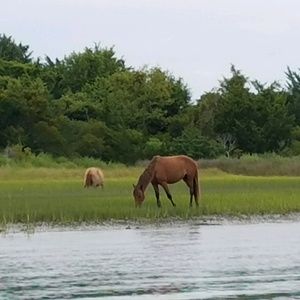 Meet your Posher, Joy