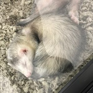 Meet your Posher, Katrina