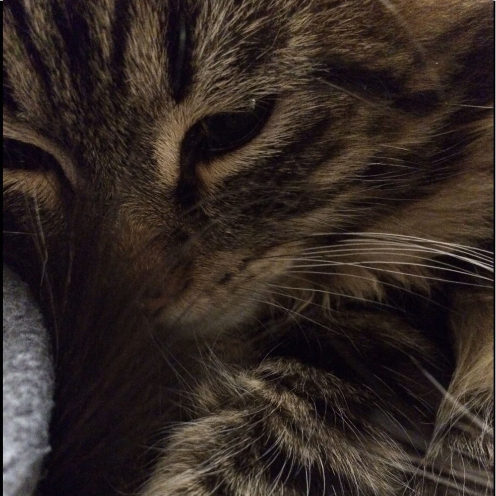 Meet your Posher, Maya