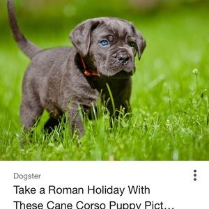 Meet your Posher, Chris