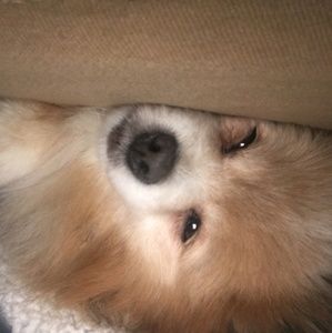 Meet your Posher, Veronica