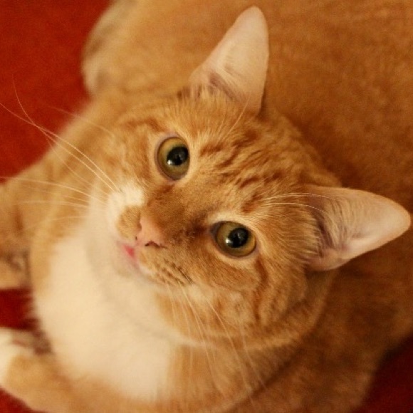 Meet your Posher! - Picture 3 of 3