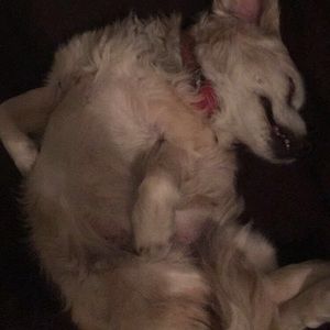 Meet your Posher, Payton