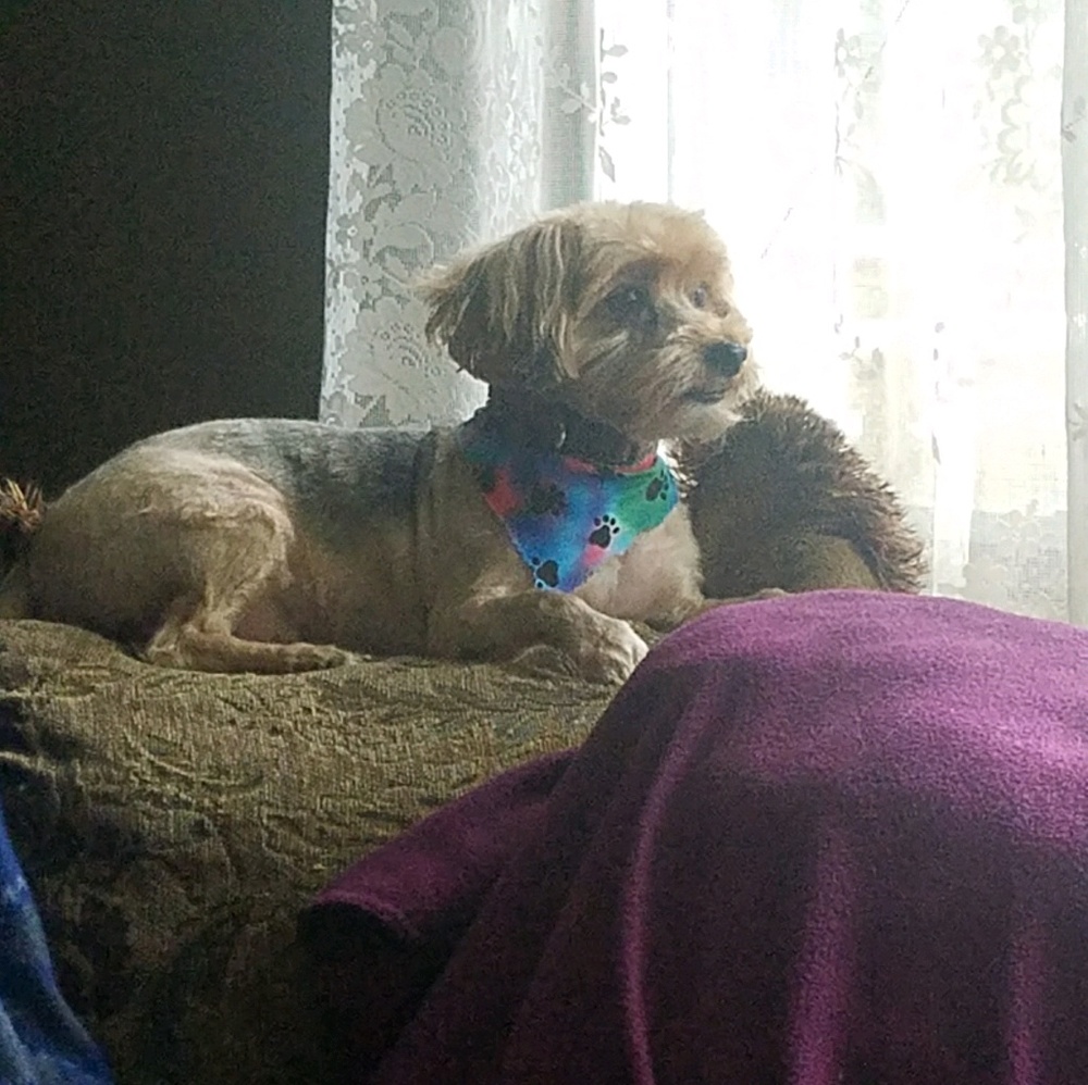 Meet your Posher, Joan