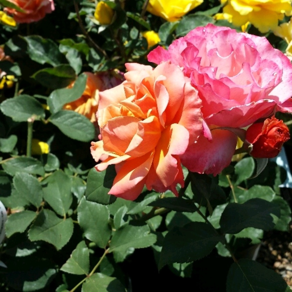 Meet your Posher, Christine