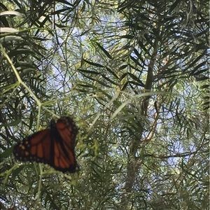 Meet your Posher, Carolina