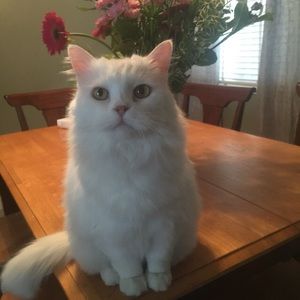 Meet your Posher, Kathy