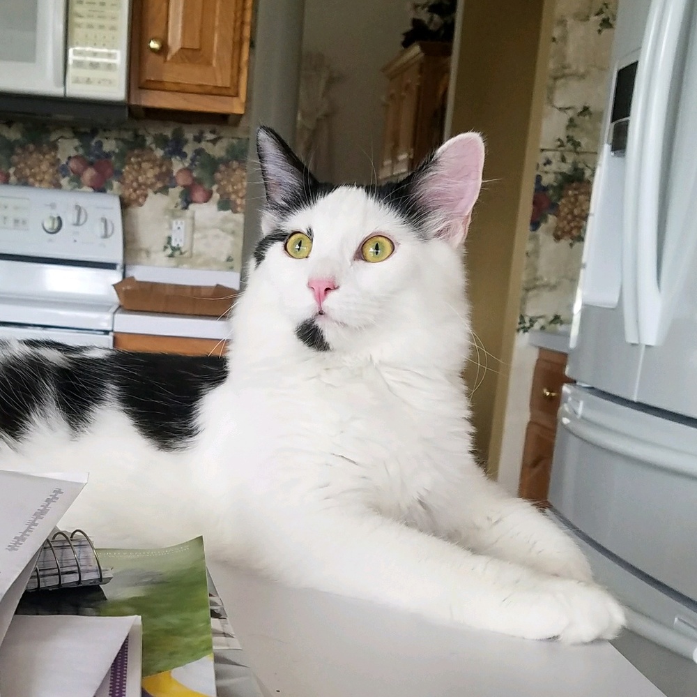 Meet your Posher, Moe