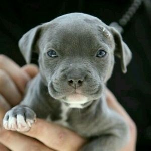 Meet your Posher, Toni