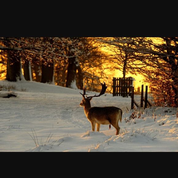 Meet your Posher, Tanner - Picture 1 of 1