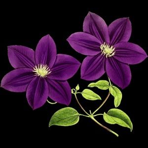 Meet your Posher, Mireille