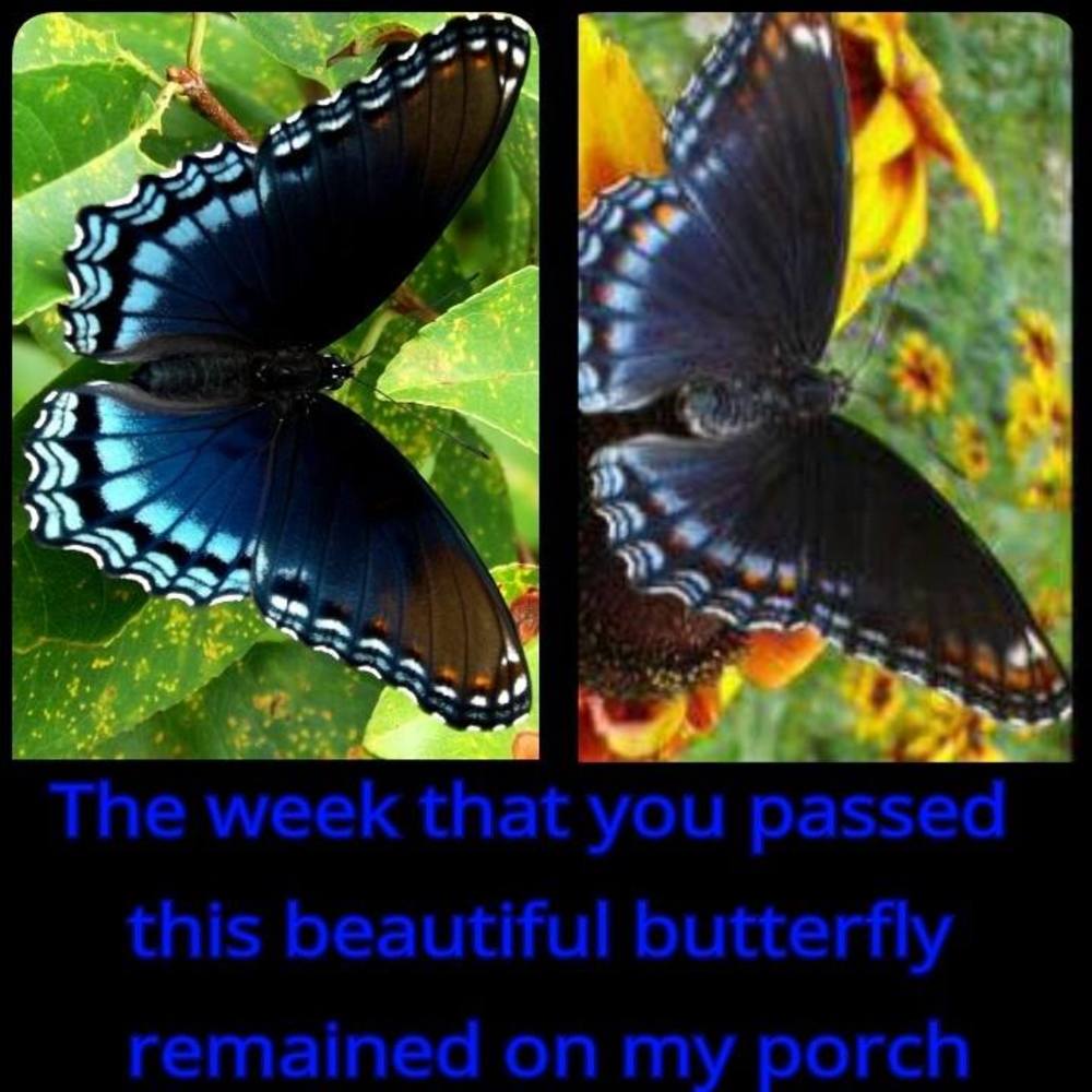 Meet your Posher, Tina