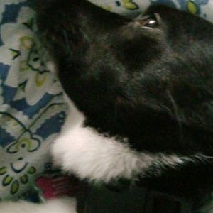 Meet your Posher, Sharon