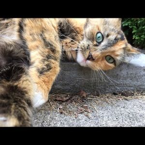 Meet your Posher, Brook