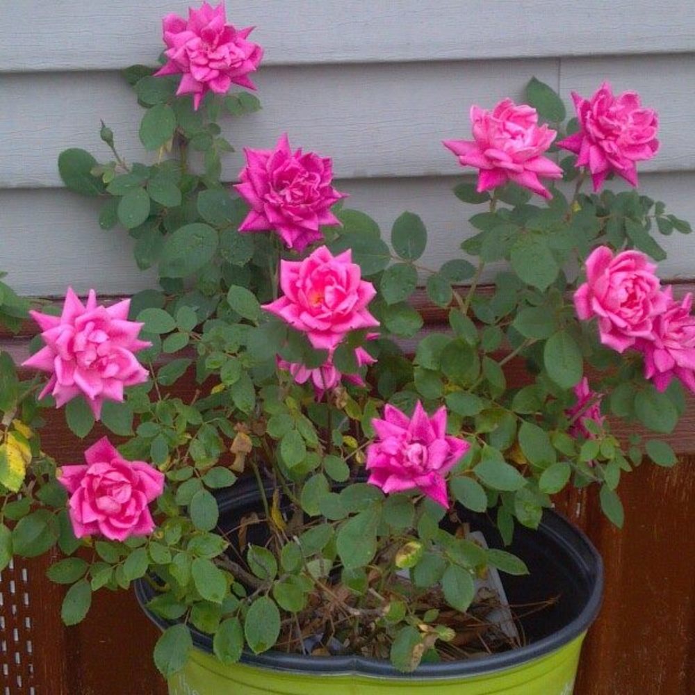 Meet your Posher, Brenda