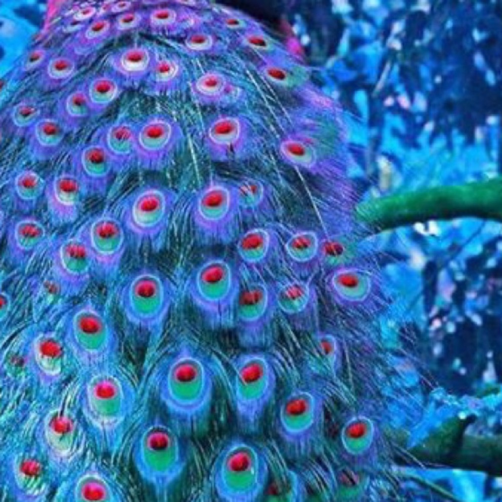 Meet your Posher, Veronica