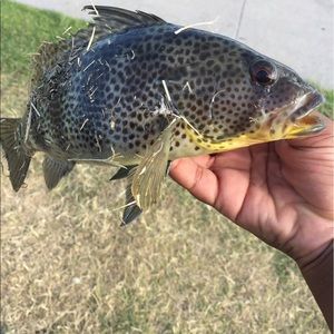 Meet your Posher, Damon