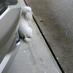 Meet your Posher, Dawn