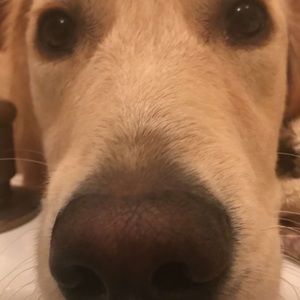 Meet your Posher, Jake