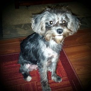 Meet your Posher, Jenny