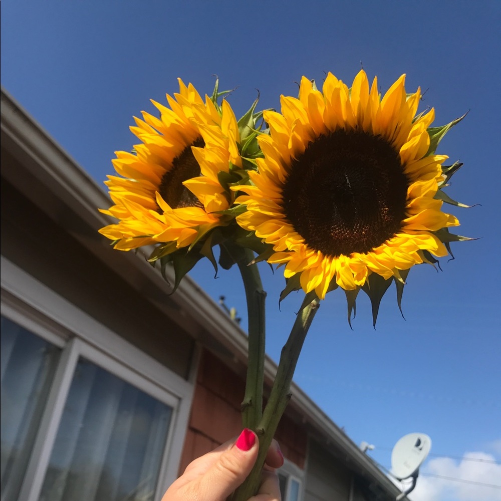 Meet your Posher, Jovanah