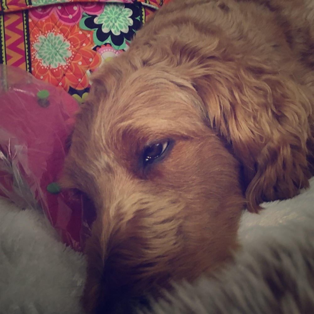 #furbaby#notforsale