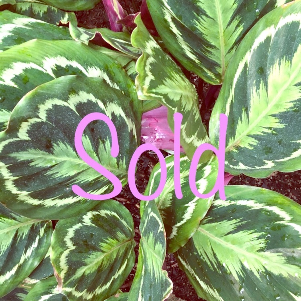 All items sold after this listing