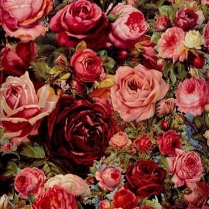 Meet your Posher, Cecelia