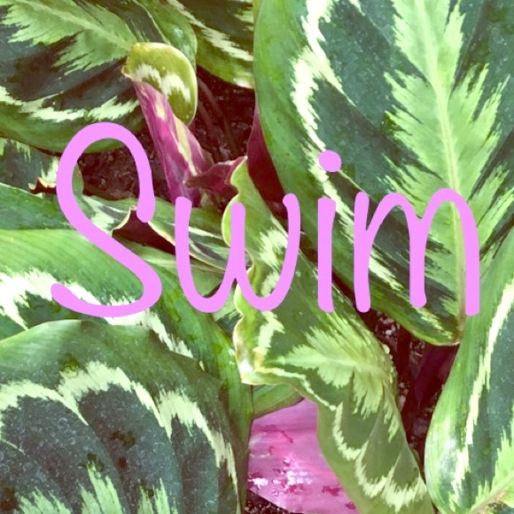 Swim and cover ups