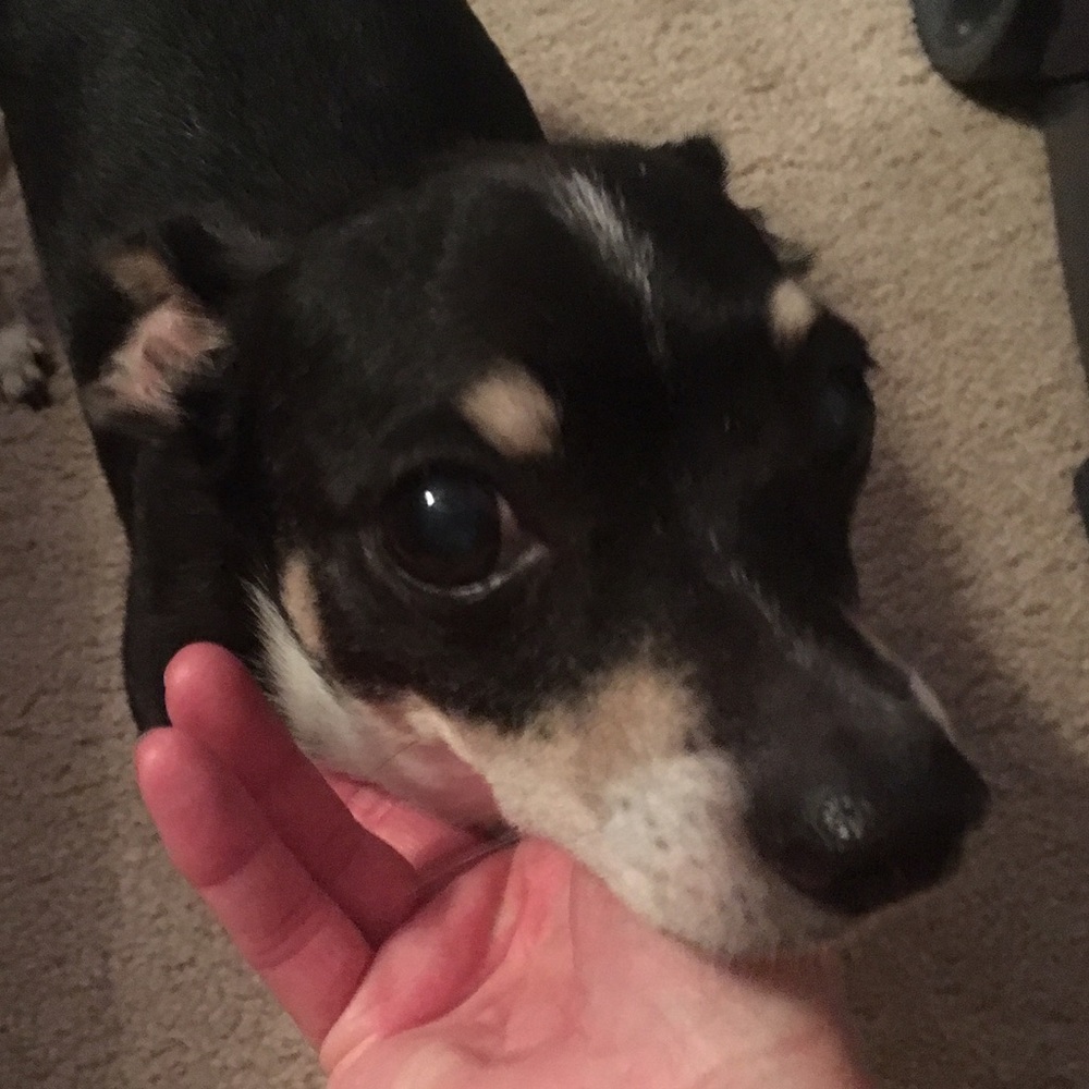 Meet your Posher, Lisa