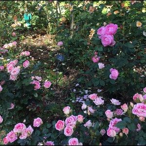 Meet your Posher, Holly