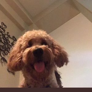 Meet your Posher, Cameo