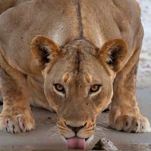 Meet your Posher, Crystal