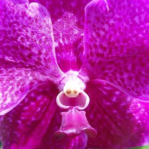 Meet your Posher, Betty