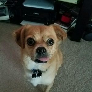 Meet your Posher, Paula