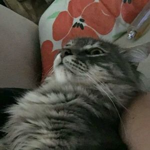 Meet your Posher, Savannah